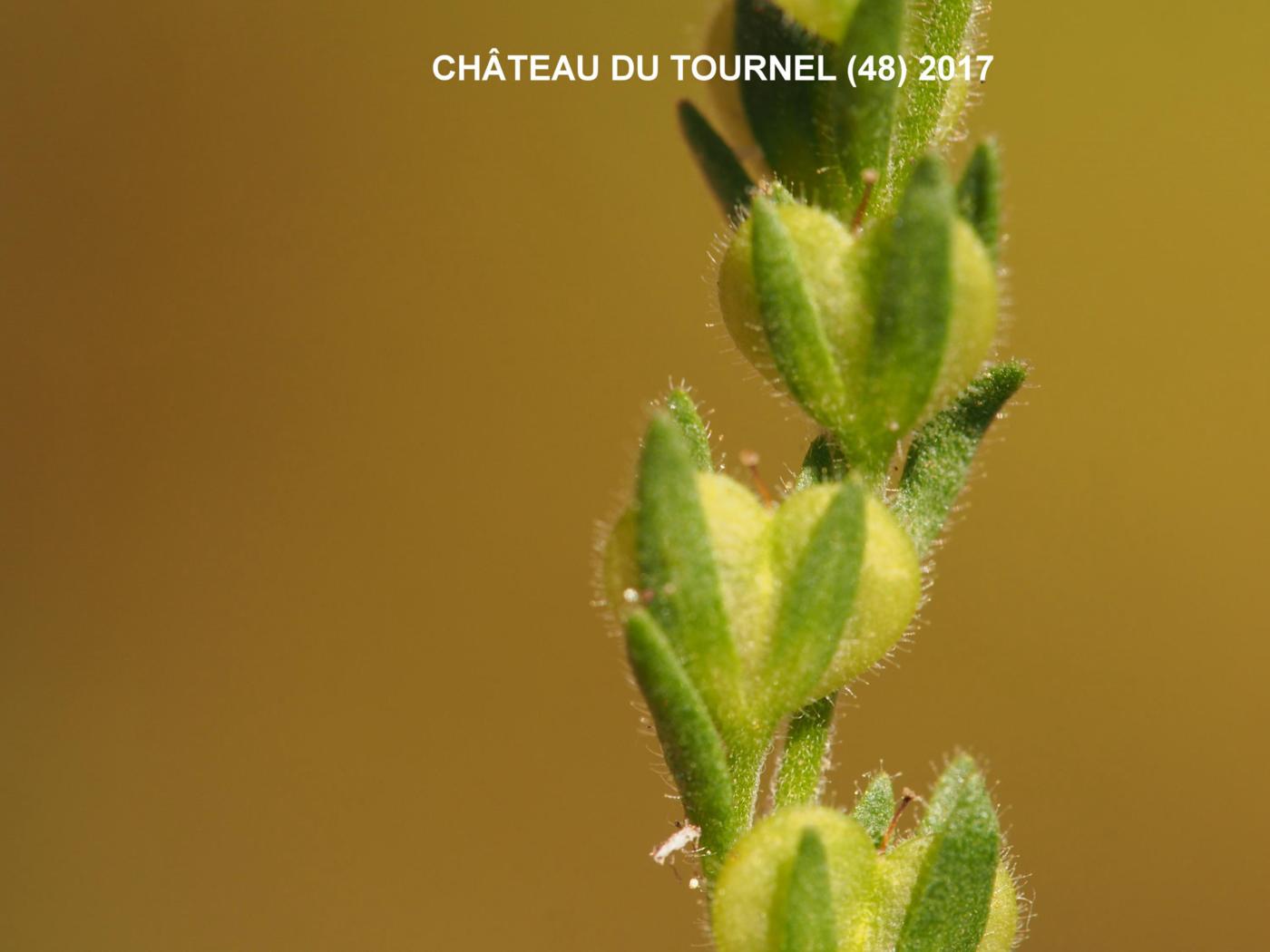 Speedwell, (Dillen's) fruit